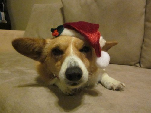 corgiaddict:
“ Freya says “Bah Humbug! I want a Grinch costume!”
Submitted by Freya Corgi
”