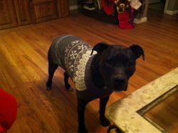 Spiritualeyez:  Lucy Has A Martha Stewart Sweater To Keep Her Warm. Isnt She The