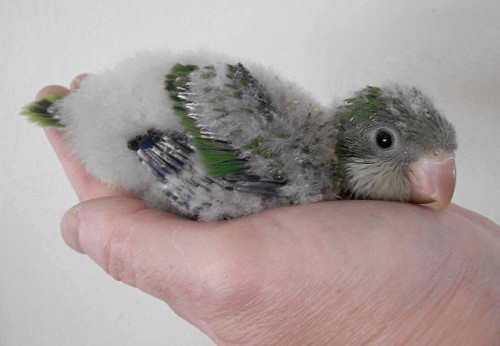 ajhariela:  aww