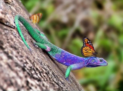 awyeahmona:  [Image: Photo of a monarch butterfly perched on a chameleon’s head.