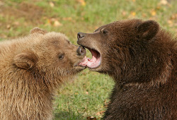 llbwwb:  Female Grizzly &amp; Male Brown Bear Cubs. (by AlaskaFreezeFrame)
