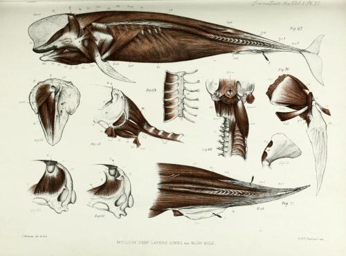 biomedicalephemera:Anatomy of the porpoise The word “porpoise” comes from porcopiscus - Medieval Lat