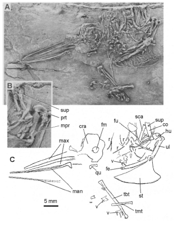 Eurotrochilus inexpectatus- the first modern humming birdWhen: Early Oligocene (~30-34 million years