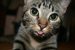 Oh-Woah:  Sex-Flags:  Cr3Pes:  Kitty Sticking Tongue Out! So Cuteee  Really, I Thought