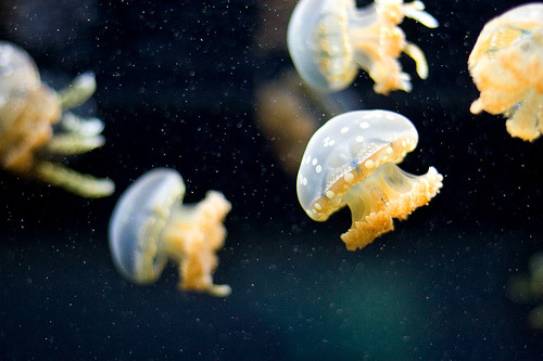 surferdude182: Jellyfish (by Emily Miller Kauai)