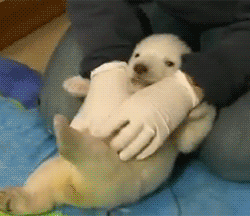 Porn photo howswally:Here’s a baby polar bear getting