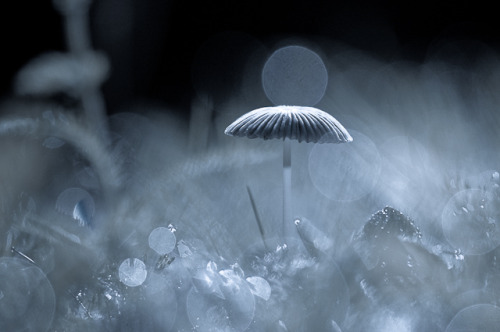 jerzee55:  Fungi by Fiona Fraser 