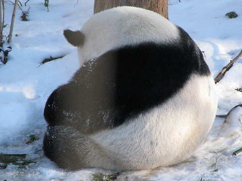 Giant Panda Photos adult photos