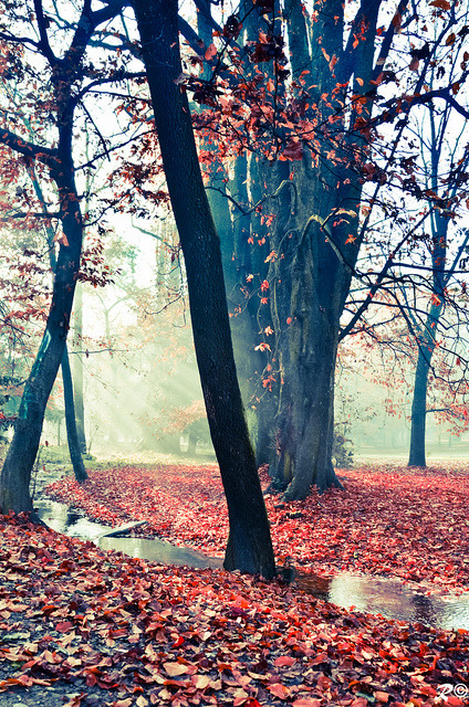 jerzee55:  After the rain by Riccardo Casarico 