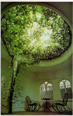 keziamari: Ficus carica (the plants) makes a breathtaking display of aerial greenery filling the glass dome of what was once a chapel. Tradition has it that the dome was built round the tree. see how plants can be amazing… 