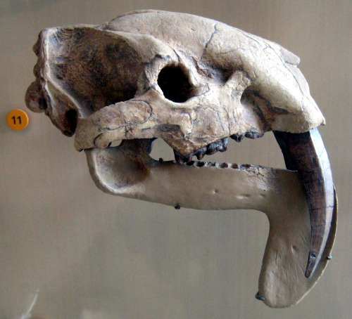 Thylacosmilus - marsupial sabertoothSkull on display at the American Museum of Natural History.Recon