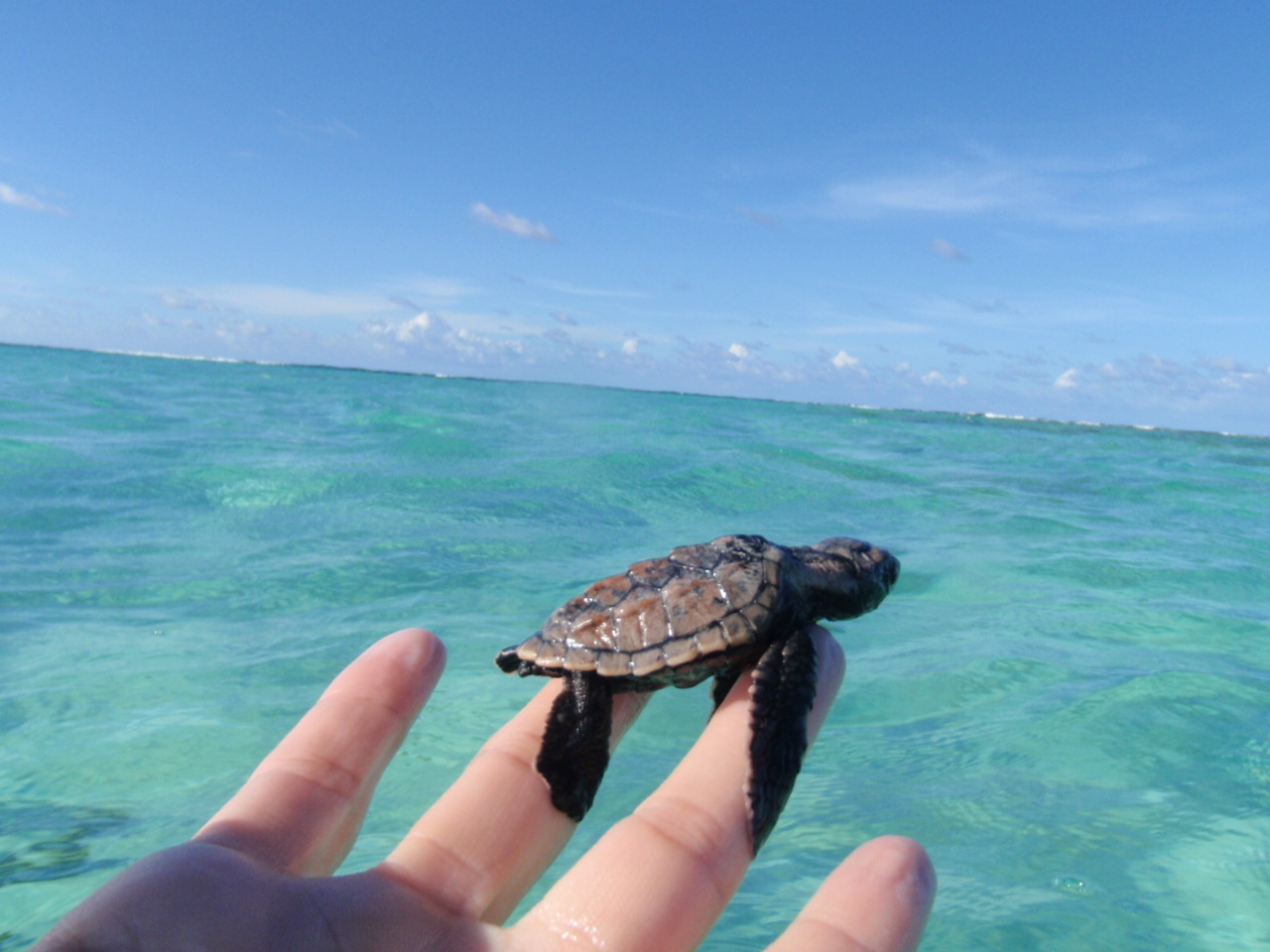 alohaei:    