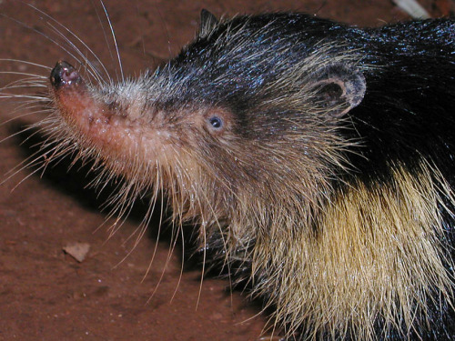 Cuban solenodons are one of the few animals with a conservation status of NEE (Not Endangered Enough