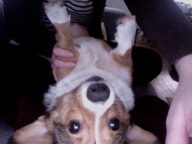 corgiaddict:  My study buddy would rather I give her belly scratches than study for