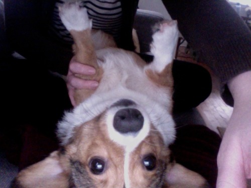 corgiaddict:  My study buddy would rather I give her belly scratches than study for finals. Submitted by Heather. 