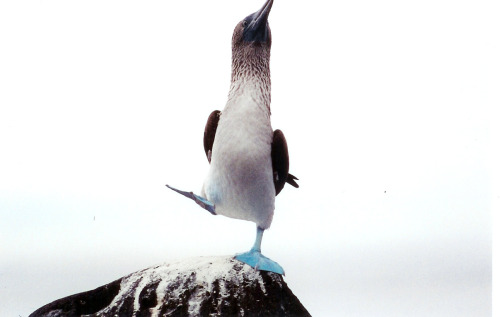 Blue-footed boobies are, uh&hellip;they&rsquo;re seabirds, and, um&hellip; Shit, don&