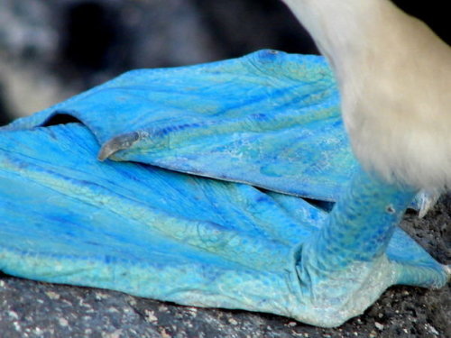 Blue-footed boobies are, uh&hellip;they&rsquo;re seabirds, and, um&hellip; Shit, don&