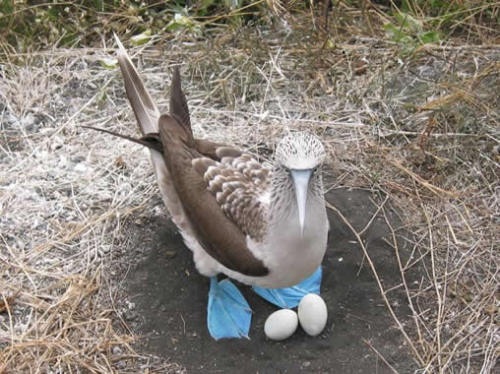 Blue-footed boobies are, uh…they’re seabirds, and, um… Shit, don’t pretend