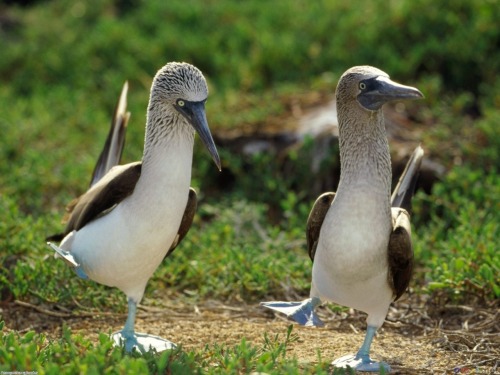 Blue-footed boobies are, uh…they’re seabirds, and, um… Shit, don’t pretend