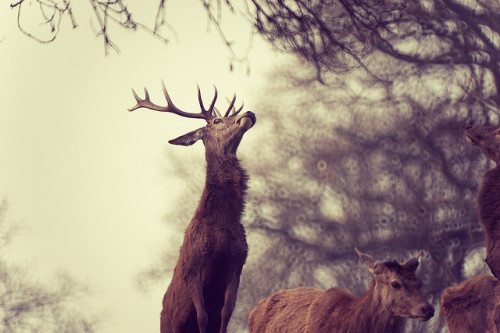 valscrapbook:  untitled by Soda O on Flickr. 