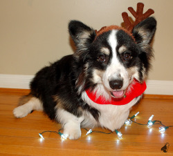corgiaddict:  poopster:  Pudge the wet nosed reindog.   I would LOVE to see all of your reindogs and goofy holiday photos! Pudge would like to know he was not the only corgi to fall to Target’s evil plan of making all the dogs into reindogs.  