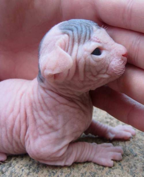 thesinofpride:  Sphinx kitten! <3 Do want. 