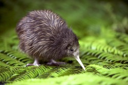 hannahorca:  I can’t get over how adorable kiwis are 