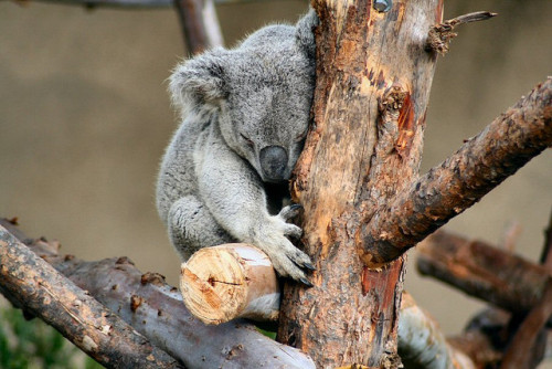 cabernetrouge:  Tree Hugger by Butterflysnbees on Flickr.