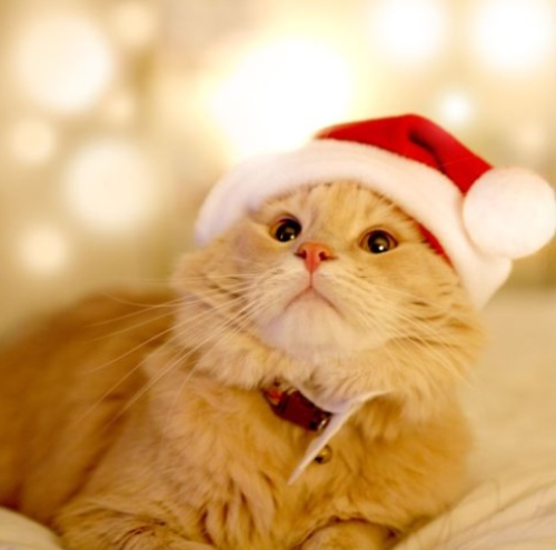 onceuponagingercat:kittens2cats:21 more days until Christmas!#gingercat