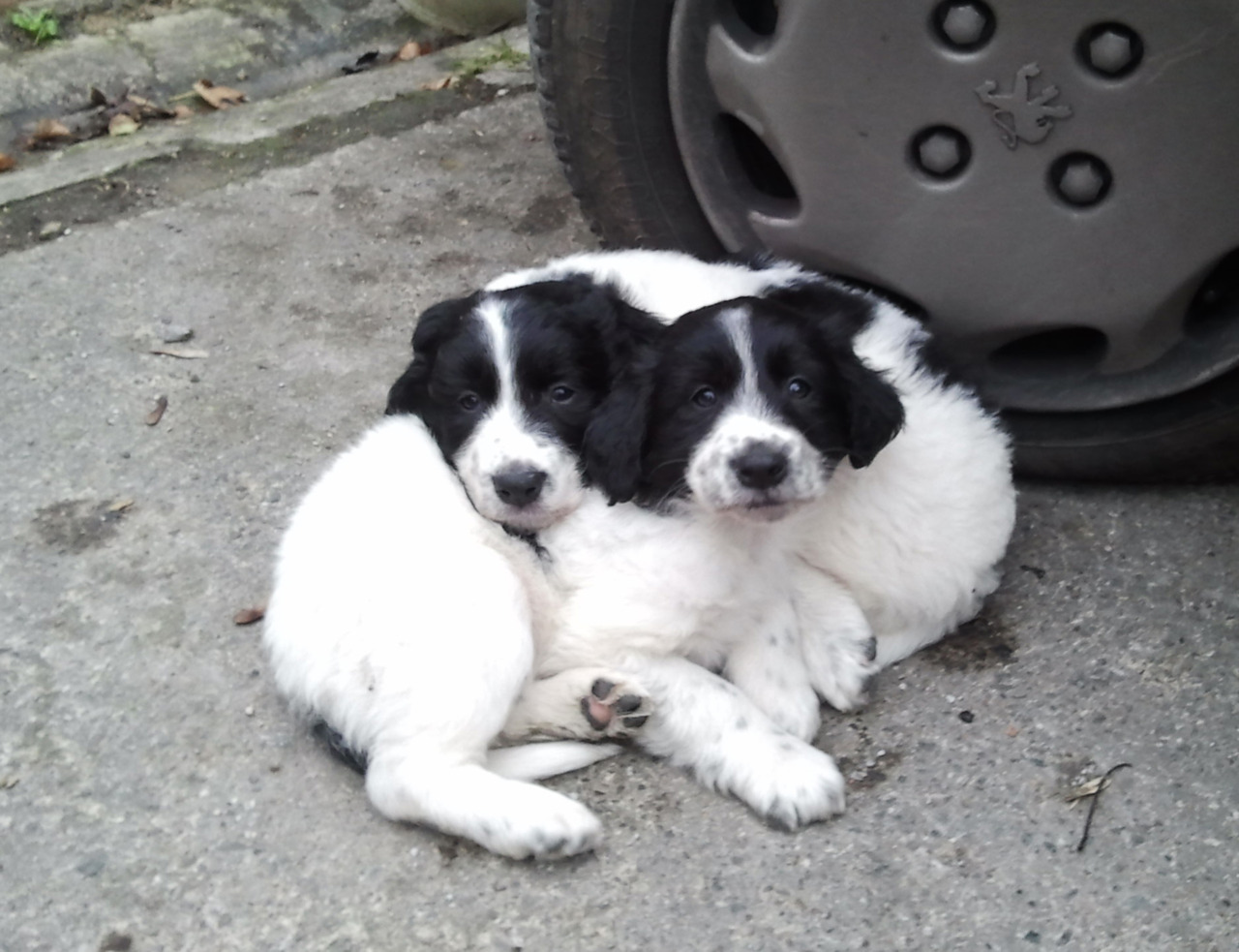 @AdorableBipolar thefluffingtonpost:  Studies Show Snuggling Next to Flat Tires Does