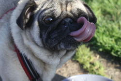 appledress:  mugsofpugs:  From Pug Sunday in SF submitted by marmotface  :3  DAT TONGUE.