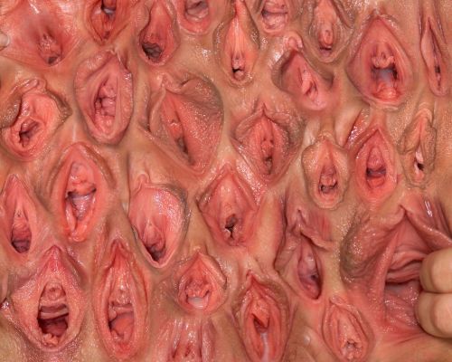 Porn pussy-pro:  a wall of vagina  photos