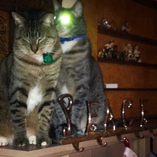 Cat laser-eyes your stockings! (Taken with adult photos