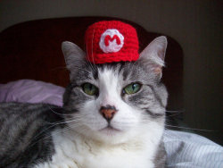 ianbrooks:  Super Mario Bros. Cat Hat by