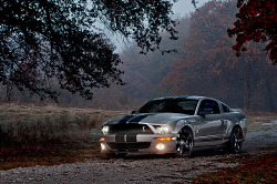 automotivated:  ShelbyTexasFog (by Lunchbox PhotoWorks)