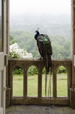  A peacock perches on the stone balustrade