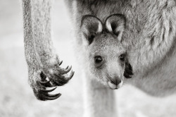 aspirethesenses:  poking his head out (by: Brent Lukey) 