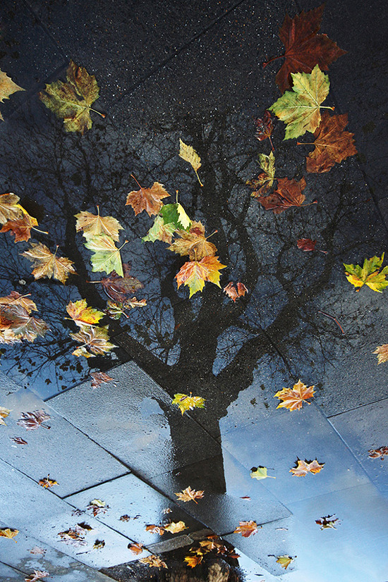 hazor:  Autumn Resurrection 