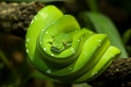 animals-animals-animals:Green Tree Python (by Sebastian Niedlich (Grabthar))