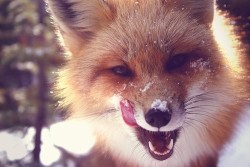 The Fox Blog