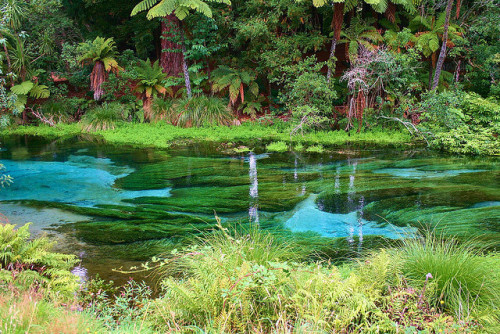 photo by PicArt by Mike on Flickr.Hamurana Spring is the deepest natural fresh water spring on the N