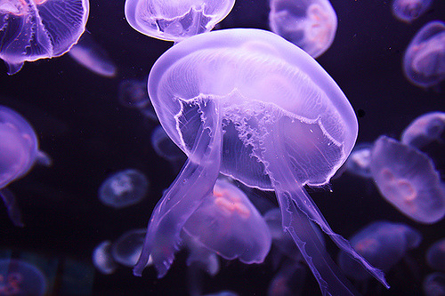 vendemiaire: purple_jellyfish (by Angelo Lucero Photography)