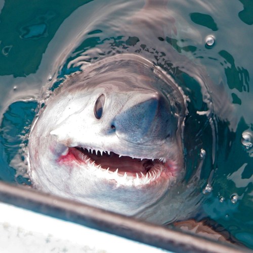 Porbeagles are North Atlantic sharks. They have big round eyes and friendly smiles. Sometimes a porb