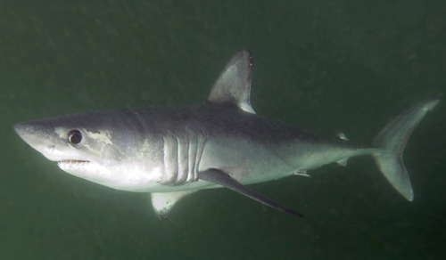 Porbeagles are North Atlantic sharks. They have big round eyes and friendly smiles. Sometimes a porb