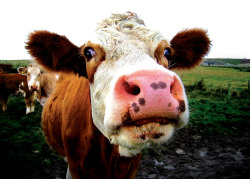 theanimalblog:  Nosy Cow 