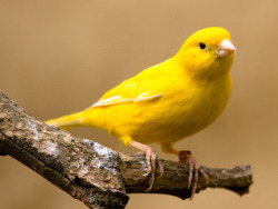 fairy-wren:  yellow canary