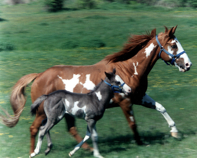 western-pleasure:  paint horse and foal by gerraughty on Flickr. 