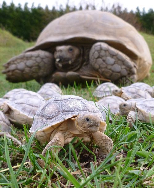 Squee! Baby tortises!