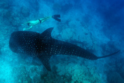 devotingfulltimetofloating:  Whale Shark by deco4macro on Flickr. 