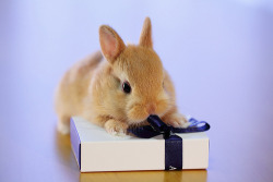 xantheose:  Bunny Opening a Gift (by Spice